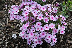 Early Lavender Pop Garden Phlox (Phlox paniculata 'Early Lavender Pop') at Lakeshore Garden Centres