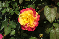 Sunbelt Garden Flame Rose (Rosa 'KORvibaex') at Lakeshore Garden Centres