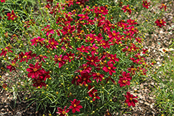 Designer Threads Scarlet Ribbons Tickseed (Coreopsis verticillata 'Scarlet Ribbons') at Lakeshore Garden Centres