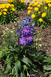 Delgenius Kingsley Larkspur (Delphinium 'Kingsley') at Lakeshore Garden Centres