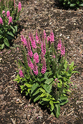 Vernique Rose Speedwell (Veronica longifolia 'Vernique Rose') at Lakeshore Garden Centres