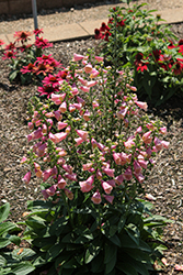 Arctic Fox Rose Foxglove (Digitalis 'Balroxose') at Lakeshore Garden Centres
