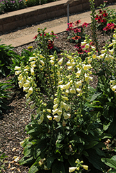 Arctic Fox Lemon Cream Foxglove (Digitalis 'Arctic Fox Lemon Cream') at Lakeshore Garden Centres