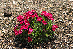 Beauties Sherise Pinks (Dianthus 'Sherise') at Lakeshore Garden Centres