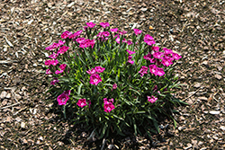 Beauties Kaia Pinks (Dianthus 'Kaia') at Lakeshore Garden Centres