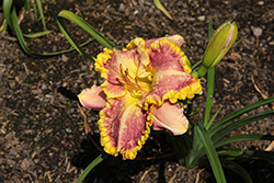 Daria Daylily (Hemerocallis 'Daria') at Lakeshore Garden Centres