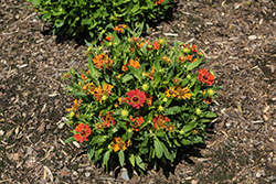 HayDay Orange Sneezeweed (Helenium autumnale 'HayDay Orange') at Lakeshore Garden Centres