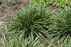 Glow Sticks Blue Fescue (Festuca arundinacea 'Glow Sticks') at Peter Knippel Garden Centre