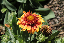 Sunset Orange Ruffles Blanket Flower (Gaillardia x grandiflora 'Sunset Orange Ruffles') at Lakeshore Garden Centres
