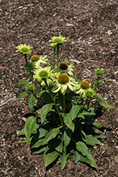Prairie Blaze Green Coneflower (Echinacea purpurea 'Prairie Blaze Green') at Lakeshore Garden Centres