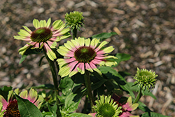 Prairie Blaze Vintage Lime Coneflower (Echinacea purpurea 'Prairie Blaze Vintage Lime') at Lakeshore Garden Centres