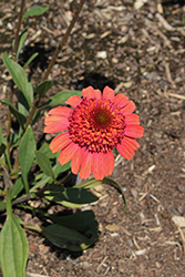 Cara Mia Spicy Coneflower (Echinacea 'Cara Mia Spicy') at Lakeshore Garden Centres