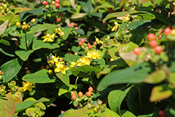 Magic Marbles Red St. John's Wort (Hypericum 'Magic Marbles Red') at Lakeshore Garden Centres