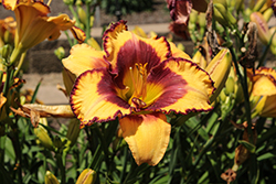 Rainbow Rhythm Blazing Glory Daylily (Hemerocallis 'Blazing Glory') at Peter Knippel Garden Centre