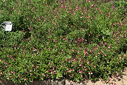 Vibe Ignition Sunrise Sage (Salvia x jamensis 'Ignition Sunrise') at Lakeshore Garden Centres