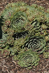 Chick Charms GIANTS Glacier Blue Hens And Chicks (Sempervivum 'Glacier Blue') at Lakeshore Garden Centres