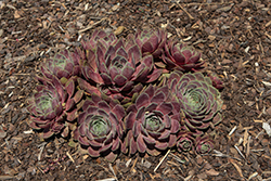 Chick Charms Steel Appeal Hens And Chicks (Sempervivum 'Steel Appeal') at Peter Knippel Garden Centre