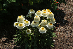 SunMagic Petite Double White Coneflower (Echinacea 'SunMagic Petite Double White') at Lakeshore Garden Centres