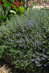 Emerald Crest Caryopteris (Caryopteris x clandonensis 'Emerald Crest') at Lakeshore Garden Centres