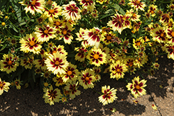 Solar Fancy Tickseed (Coreopsis 'Solar Fancy') at Lakeshore Garden Centres