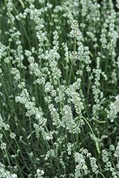 Exceptional White Lavender (Lavandula x intermedia 'Hillav') at Lakeshore Garden Centres