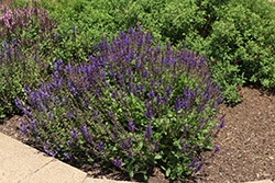 Noble Knight Sage (Salvia nemorosa 'Noble Knight') at Peter Knippel Garden Centre