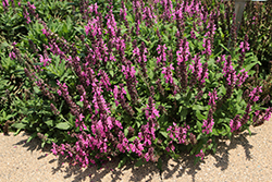 Spring King Mini Rose Meadow Sage (Salvia nemorosa 'Spring King Mini Rose') at Lakeshore Garden Centres