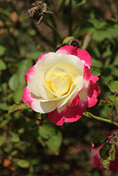 White Lies Rose (Rosa 'White Lies') at Lakeshore Garden Centres