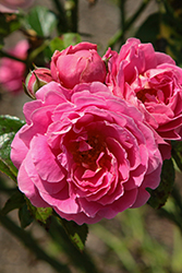 PowderPuff Pink Rose (Rosa 'Spropuff') at Lakeshore Garden Centres