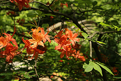 Flame Azalea (Rhododendron calendulaceum) at Lakeshore Garden Centres