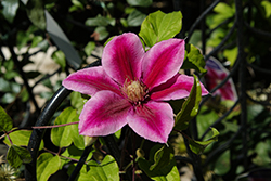 Vicki Clematis (Clematis 'Evipo114') at Lakeshore Garden Centres