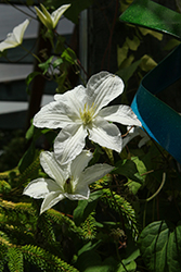 Madame Le Coultre Clematis (Clematis 'Madame Le Coultre') at Lakeshore Garden Centres