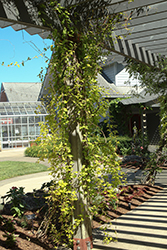 Lemon Lace Silver Lace Vine (Polygonum aubertii 'Lemon Lace') at Lakeshore Garden Centres