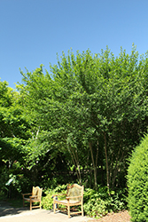 Warren's Red Possumhaw Holly (Ilex decidua 'Warren's Red') at Lakeshore Garden Centres