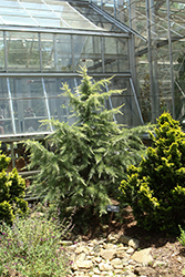 Cream Puff Deodar Cedar (Cedrus deodara 'Cream Puff') at Lakeshore Garden Centres