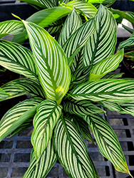 Color Full Vittata Prayer Plant (Calathea elliptica 'Vittata') at Golden Acre Home & Garden