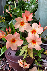 Sun Parasol Giant Peach Mandevilla (Mandevilla 'Sun Parasol Giant Peach') at Lakeshore Garden Centres