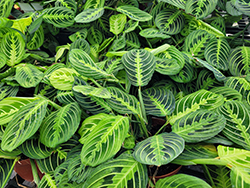 Lemon Lime Prayer Plant (Maranta leuconeura 'Lemon Lime') at Golden Acre Home & Garden