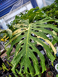 Thai Constellation Monstera (Monstera deliciosa 'Thai Constellation') at Peter Knippel Garden Centre