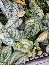 Brandtianum Philodendron (Philodendron brandtianum) at Golden Acre Home & Garden