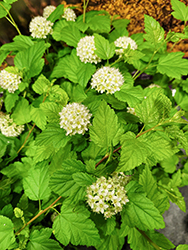 Honeycomb Ninebark (Physocarpus opulifolius 'ZLENORA') at Lakeshore Garden Centres