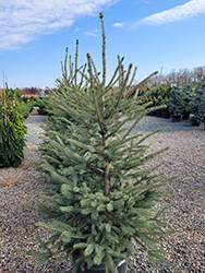 Blue Thunderbolt Spruce (Picea glauca var. densata 'Charlie J. Nickel') at Lakeshore Garden Centres