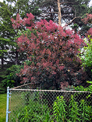Dusky Maiden Smokebush (Cotinus coggygria 'Londus') at Lakeshore Garden Centres