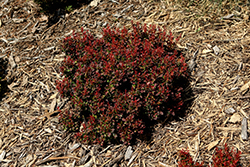 First Editions Lambrusco Barberry (Berberis thunbergii 'BailElla') at Lakeshore Garden Centres