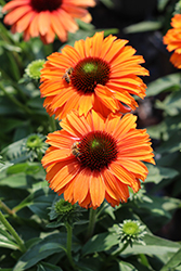 SunSeekers Mineola Coneflower (Echinacea 'SunSeekers Mineola') at Lakeshore Garden Centres