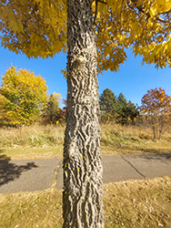 Common Hackberry (Celtis occidentalis) at Peter Knippel Garden Centre