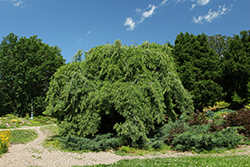 Weeping White Pine (Pinus strobus 'Pendula') at Peter Knippel Garden Centre
