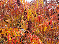 Tiger Eyes Sumac (Rhus typhina 'Bailtiger') at Peter Knippel Garden Centre