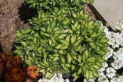 Colorita Katiana Alstroemeria (Alstroemeria 'Zaprikatia') at Lakeshore Garden Centres