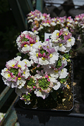 Escential Pinkberry Nemesia (Nemesia 'Escential Pinkberry') at Lakeshore Garden Centres
